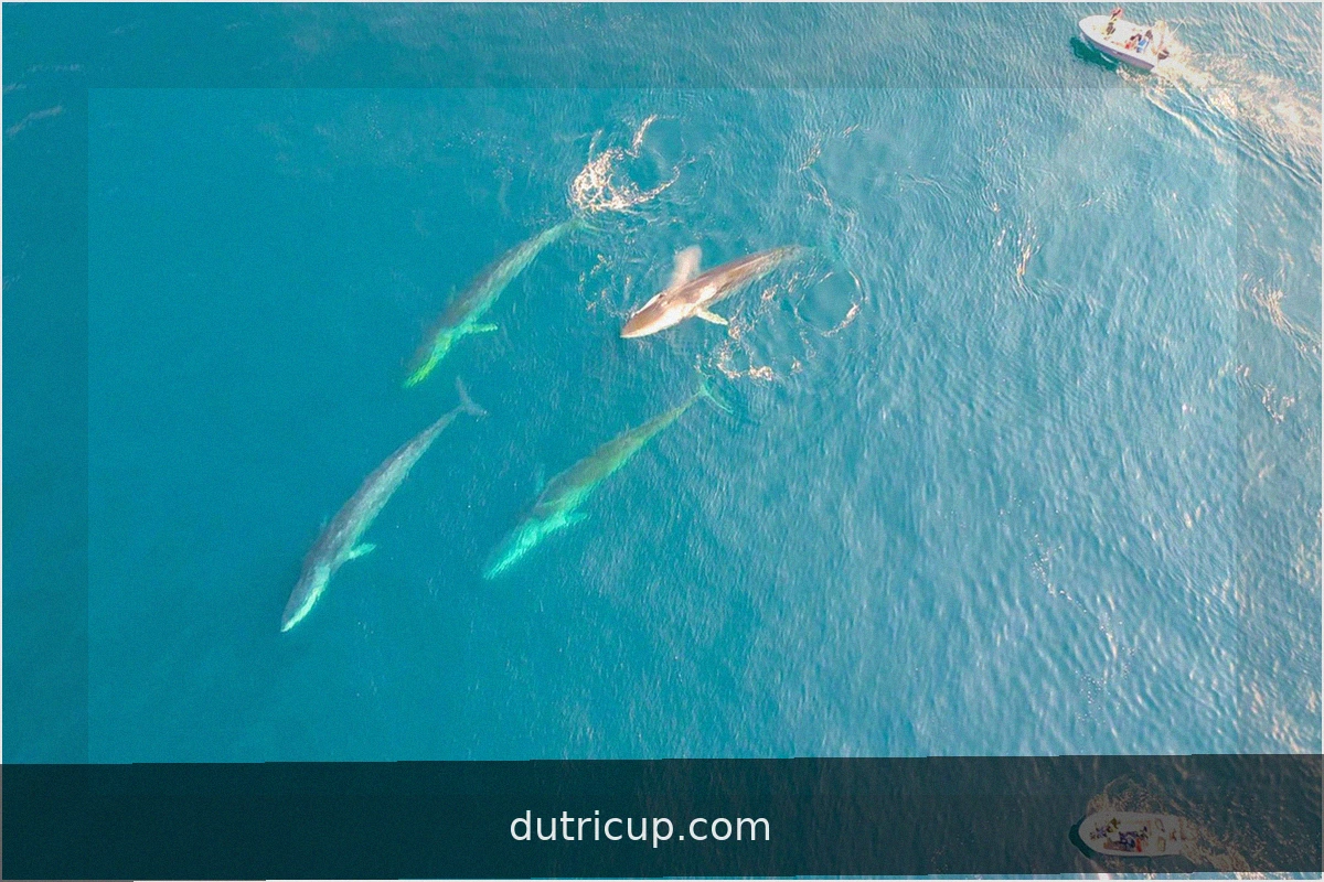 Gigantes Marinos: Ballenas se Mueven a Aguas de Groenlandia Ante el Deshielo
